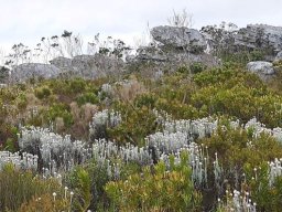 Syncarpha vestita coloured like rocks more than fynbos